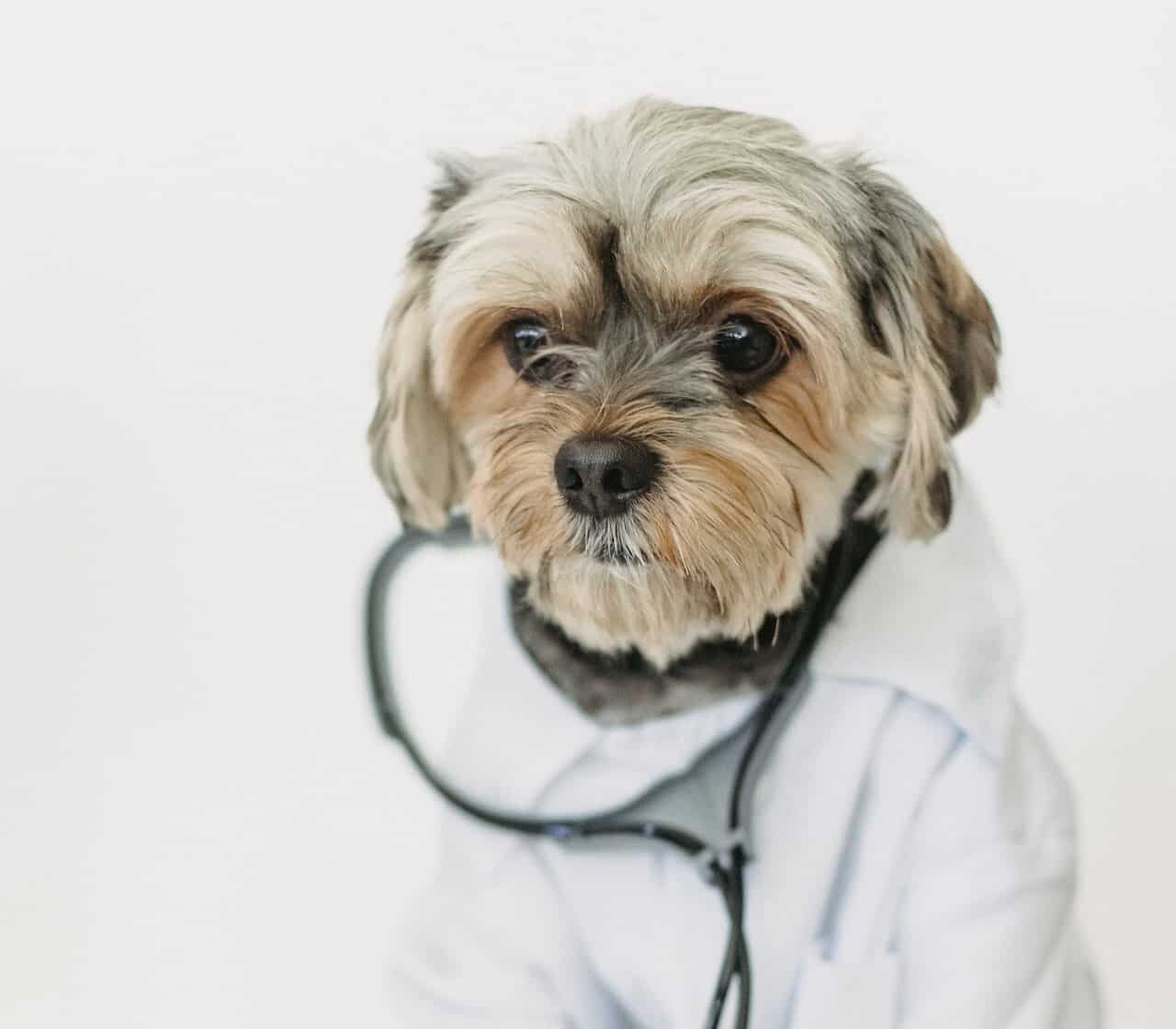 RE.DOCTOR Diagnostic des animaux de compagnie par photopléthysmographie